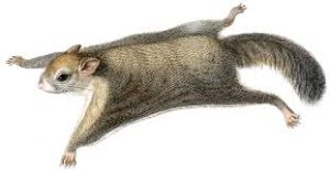 The environment flying squirrel